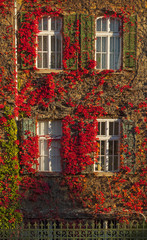 Windows in autumn