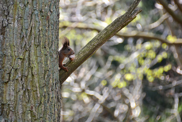 red squirrel on a tree in a forest