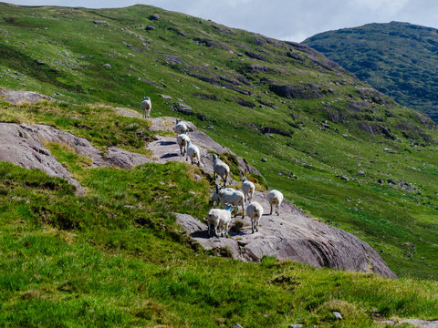 a flock of goat is pasturing over an hill