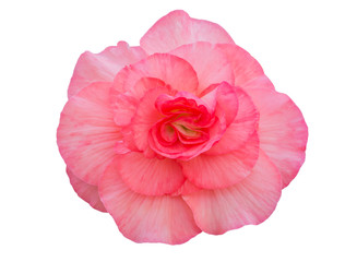 Begonia Tuberhybrida pink flower.