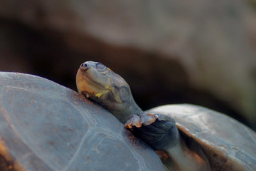 schlafende Schildkr&ouml;te