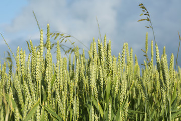green ears of wheat in a sunny field against the cloudy blue sky