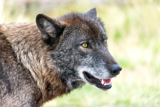 Fototapeta Closeup view of the face of a gray wolf