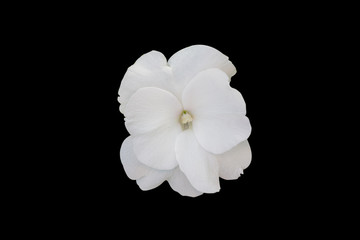 Fototapeta na wymiar Impatiens walleriana white flower.