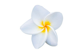 Fototapeta na wymiar Beautiful white plumeria rubra flower.