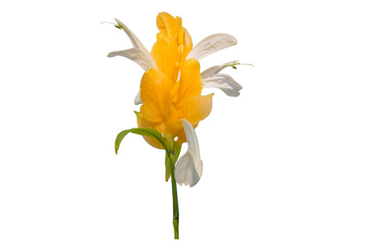 Pachystachys lutea yellow flower.