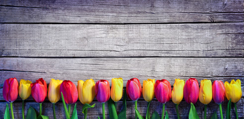 Tulips in a row on the Vintage Plank - Spring Background
