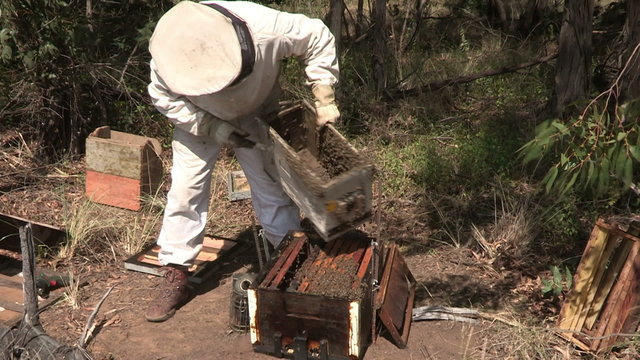 Beekeeper opening up beehive or apiary