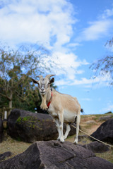 山羊のポートレート
