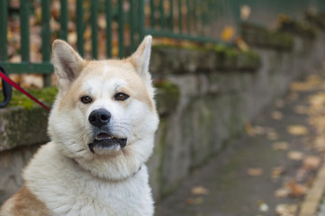 Akita inu dog