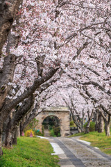 桜のアーチ＠佐賀県武雄市