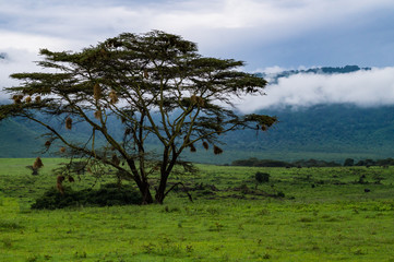 Acacia Tree with weaver bird nests on the lush green grassy floor of the Ngorongora Crater Landscape

