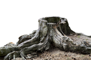 Old weathered tree stump