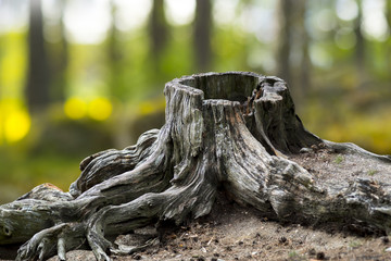 Old weathered tree stump