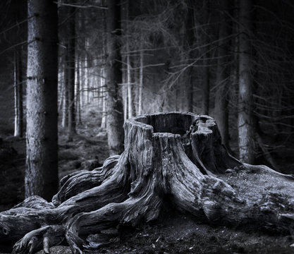 Spooky Forest With Dry Tree Stump