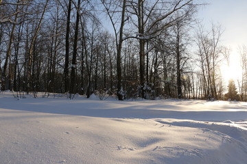 Деревья в лесу зимним солнечным днем