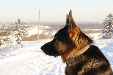 Собака немецкая овчарка на фоне снега зимним солнечным днем