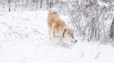 Akita dog in the forest in winter