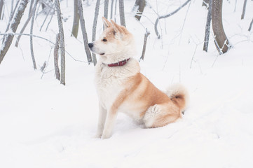 Akita dog in the forest in winter