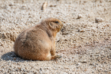プレーリードッグ