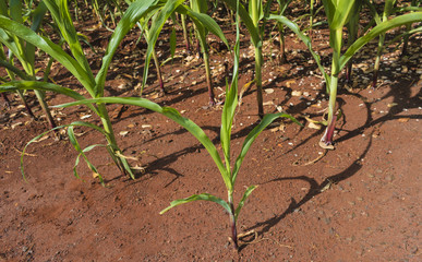 Young corn plant in the farm