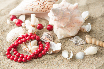 seashells and  necklace on sand at the beach