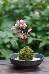 苔盆栽