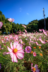 コスモス畑