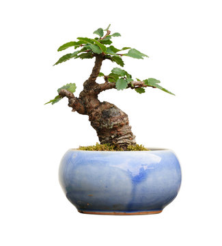 Bonsai tree in pot, isolated on white background.
