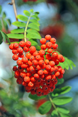 Rowan berries, Mountain ash (Sorbus)