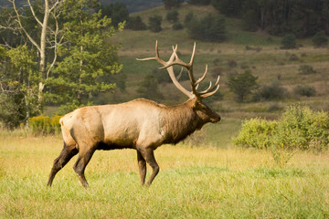 a mature bull elk walking across an open meadow