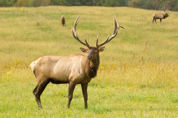 a mature bull elk standing proudly in an open meadow