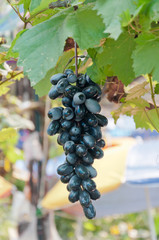 Black grape in garden.(Soft focus.)