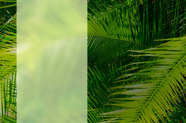 Palm tree leaves with blurred lighter area to put headline and text and darkened area on the right to put inset images making a nice spread with a nature background