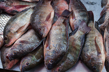 Fresh nile tilapia are on sale in the bazaar.