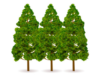 スギ　花粉　木　アイコン