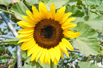 Sun flower in garden.(Soft focus.)