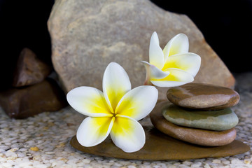 Fototapeta na wymiar plumeria or frangipani on water and pebble rock