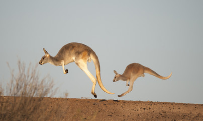 Kangourous dans le parc national de Sturt, Nouvelle-Galles du Sud, Australie