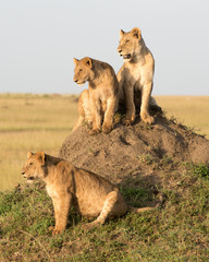 Kenya, Africa, Masai Mara reserve ,female lion with cubs.