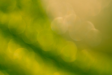 Fresh summer colour green tone soft bokeh abstract background