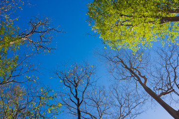 looking up trees with blue sky