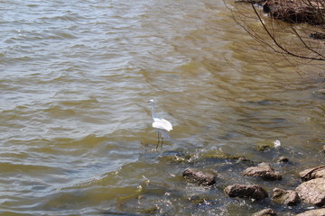 A beautiful bird is playing around.