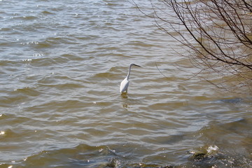A beautiful bird is playing around.