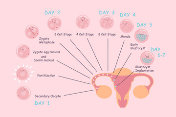 ovum and sperm pregnancy process