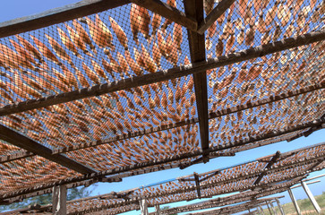 Dried squid with sun