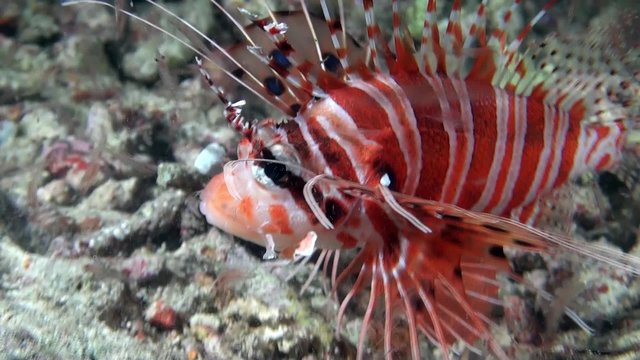 Lionfish feeding small shrimps at night