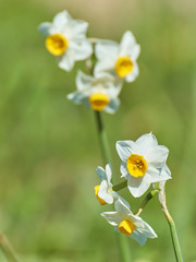 ニホンズイセン　晴天