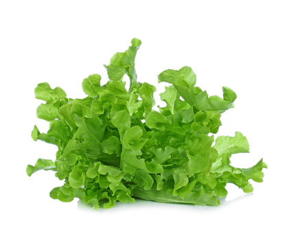 fresh lettuce  on white background