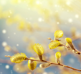 Spring bright background with pussy-willow branch with catkins